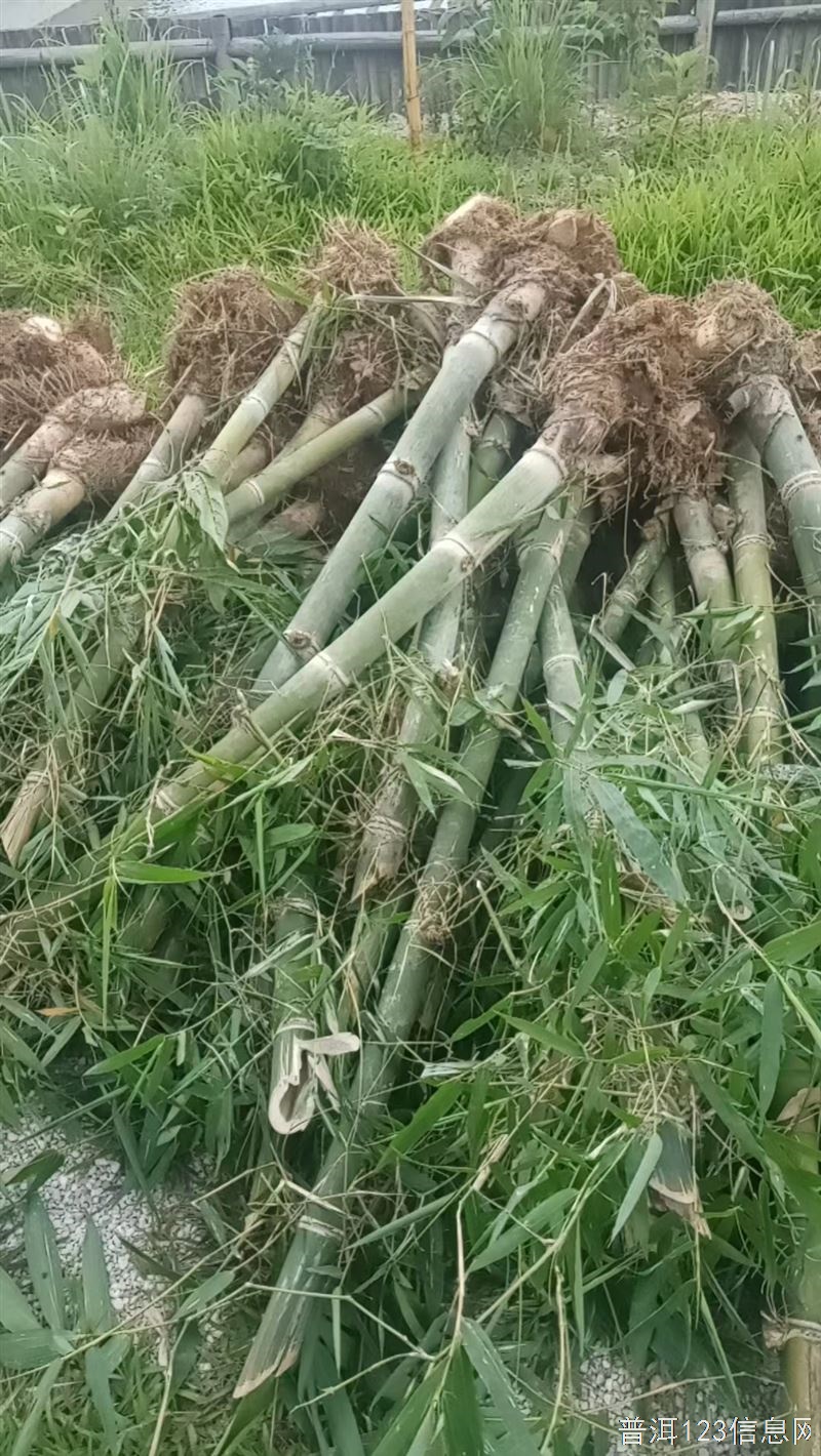 【供应】供应甜笋苗，甜龙竹笋苗，在思茅，有5000棵，包上车